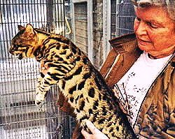 origine kin-kin jean mills bengal hybride F1 bengal's throne élevage chat loof wcf tica bengals bengal chat chatterie wild sauvage panthère léopard brown silver snow seal bleu rosettes vaucluse france tabby cat kitten mignon chaton chatons réservation vente alc asian leopard cat prionailurus bengalensis