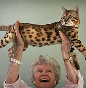 bengal's throne élevage chat loof wcf tica bengals bengal chat chatterie wild sauvage panthère léopard brown silver snow seal bleu rosettes vaucluse france tabby cat kitten mignon chaton chatons réservation vente alc asian leopard cat prionailurus bengalensis centerwall origine Tory of dehli