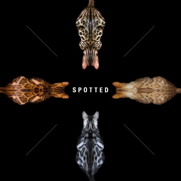 bengal's throne élevage chat loof wcf tica bengals bengal chat chatterie wild sauvage panthère léopard brown silver snow seal bleu rosettes vaucluse france tabby cat kitten mignon chaton chatons réservation vente alc asian leopard cat prionailurus bengalensis robe spotted rosettes