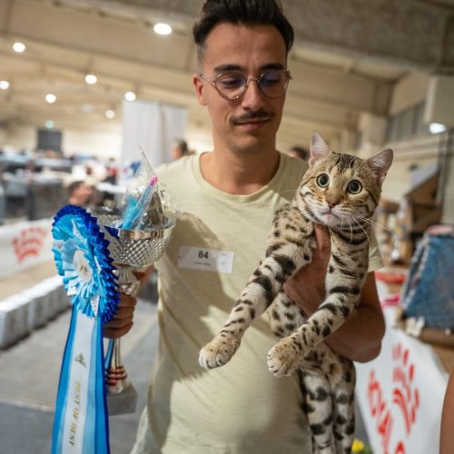 bengal's throne élevage chat loof wcf tica bengals bengal chat chatterie wild sauvage panthère léopard brown silver snow seal bleu rosettes vaucluse france tabby cat kitten mignon chaton chatons réservation vente