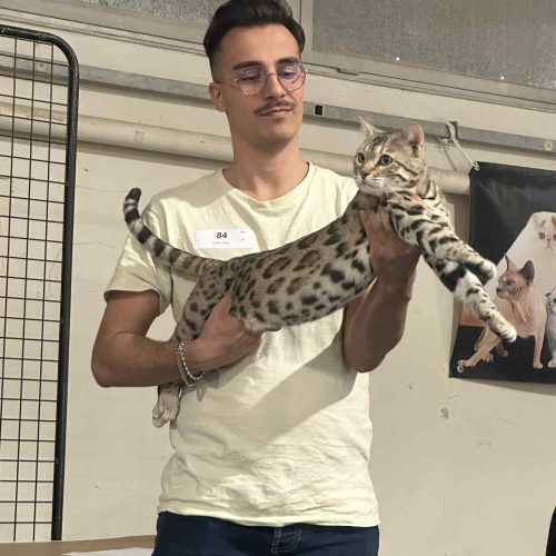 bengal's throne élevage chat loof wcf tica bengals bengal chat chatterie wild sauvage panthère léopard brown silver snow seal bleu rosettes vaucluse france tabby cat kitten mignon chaton chatons réservation vente